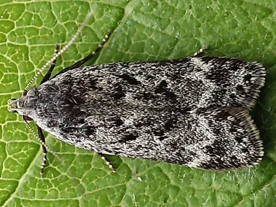 Anacampsis populella