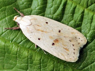Agonopterix kaekeritziana