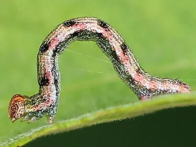Cyclophora (C.) pendularia