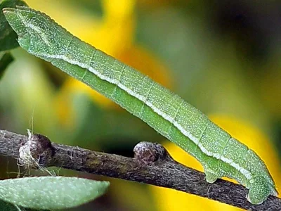 Pseudoterpna pruinata