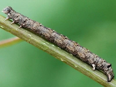 Epirranthis diversata