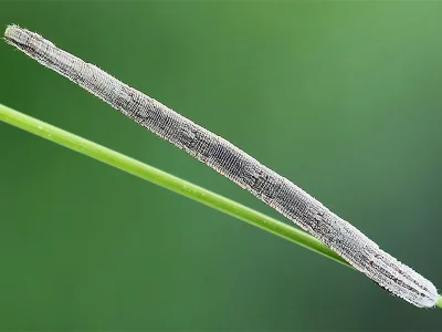 Rhodostrophia vibicaria