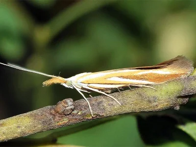 Coleophora vibicella