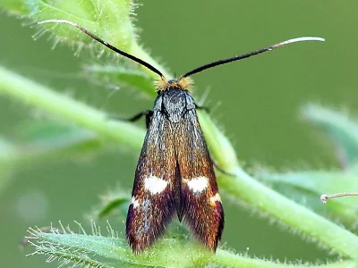 Cauchas leucocerella