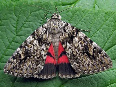 Catocala promissa
