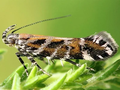 Aristotelia ericinella
