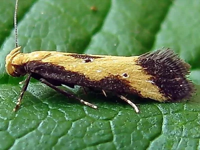 Brachmia dimidiella