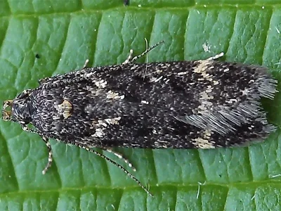 Bryotropha affinis