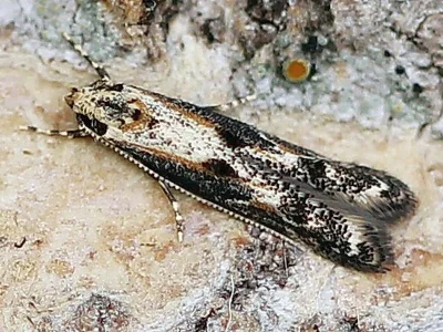 Blastodacna atra