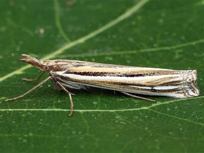 Ancylolomia tentaculella