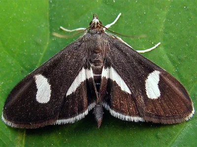 Anania luctualis