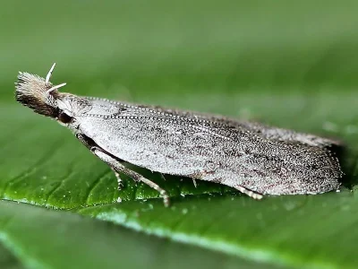 Anarsia spartiella