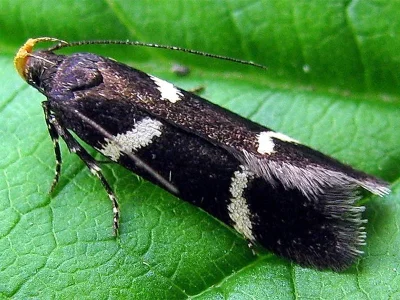 Chionodes lugubrella
