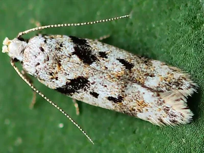 Caryocolum blandella