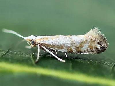 Argyresthia (Argyresthia) abdominalis