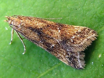 Brachmia blandella