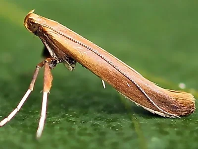 Caloptilia betulicola