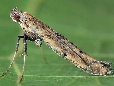 Caloptilia populetorum