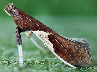 Caloptilia stigmatella