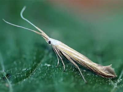 Coleophora lixella