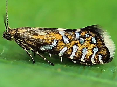 Glyphipterix bergstraesserella