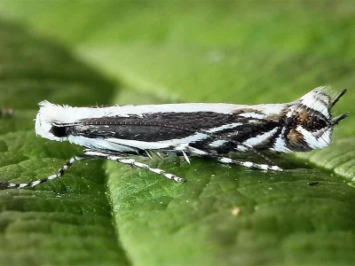 Micrurapteryx kollariella