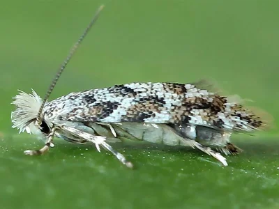 Phyllonorycter populifoliella