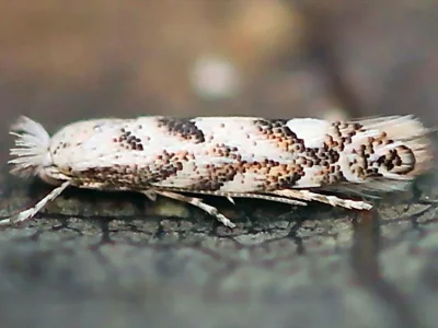 Phyllonorycter sagitella