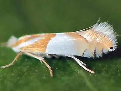Phyllonorycter roboris