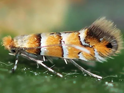 Phyllonorycter klemannella