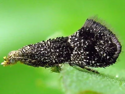 Tinagma perdicella