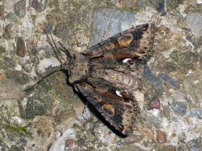 Allophyes (Allophyes) alfaroi