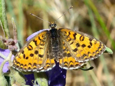 Melitaea trivia