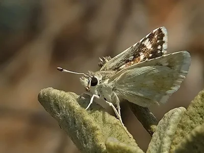 Spialia osthelderi