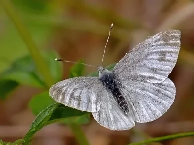 Pieris (Artogeia) bryoniae