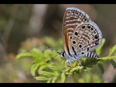 Azanus jesous