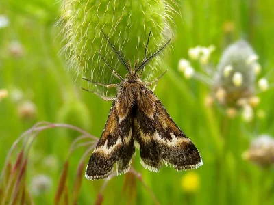 Synaphe diffidalis