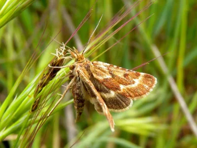 Synaphe diffidalis