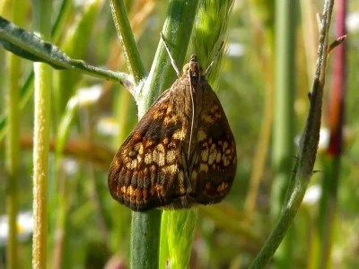 Evergestis politalis
