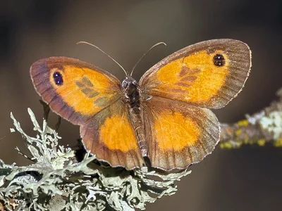 Pyronia (Idata) cecilia