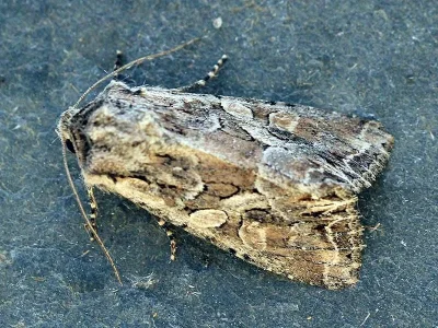 Lacanobia (Diataraxia) blenna