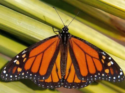 Danaus (Danaus) plexippus
