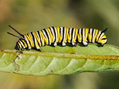Danaus (D.) plexippus