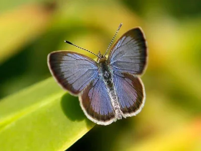 Zizeeria knysna