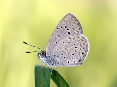 Zizeeria knysna