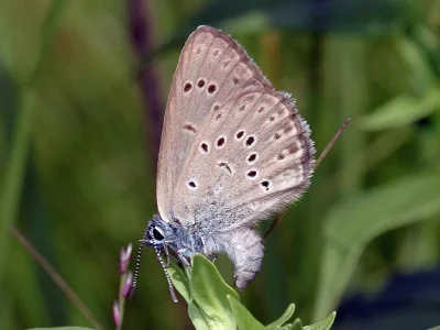 Phengaris alcon