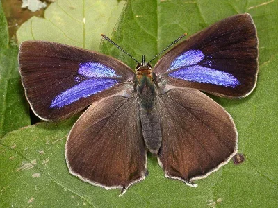 Favonius quercus