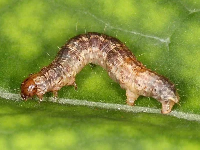 Hydriomena impluviata