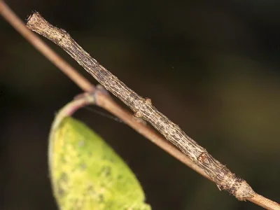 Ourapteryx sambucaria