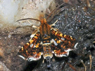 Thyris fenestrella